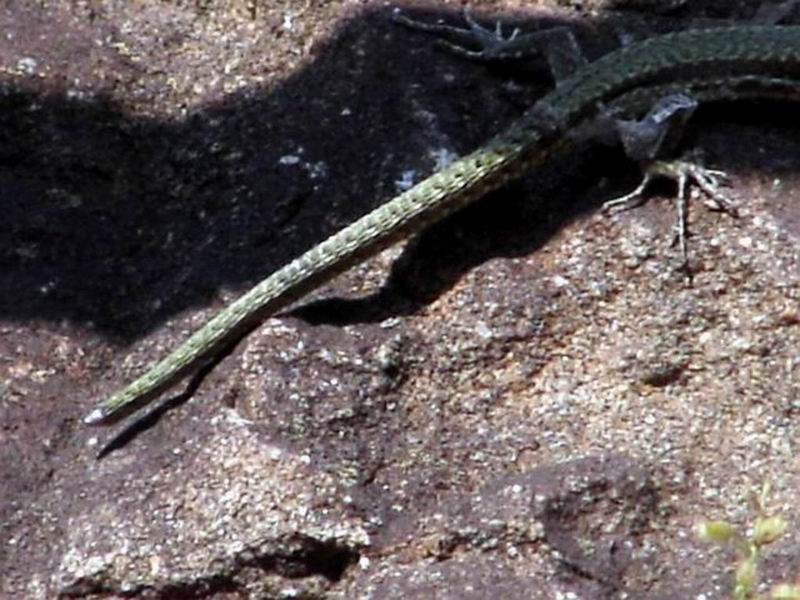 Primi insetti...e prime 